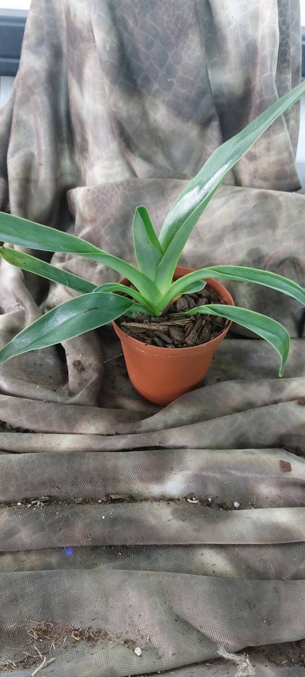 Paphiopedilum gigantifolium