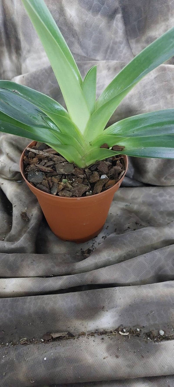 Paphiopedilum philippinense