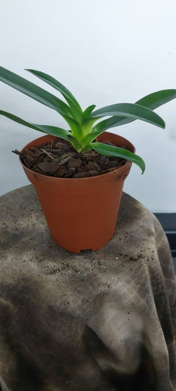 Paphiopedilum Prins Edward of York