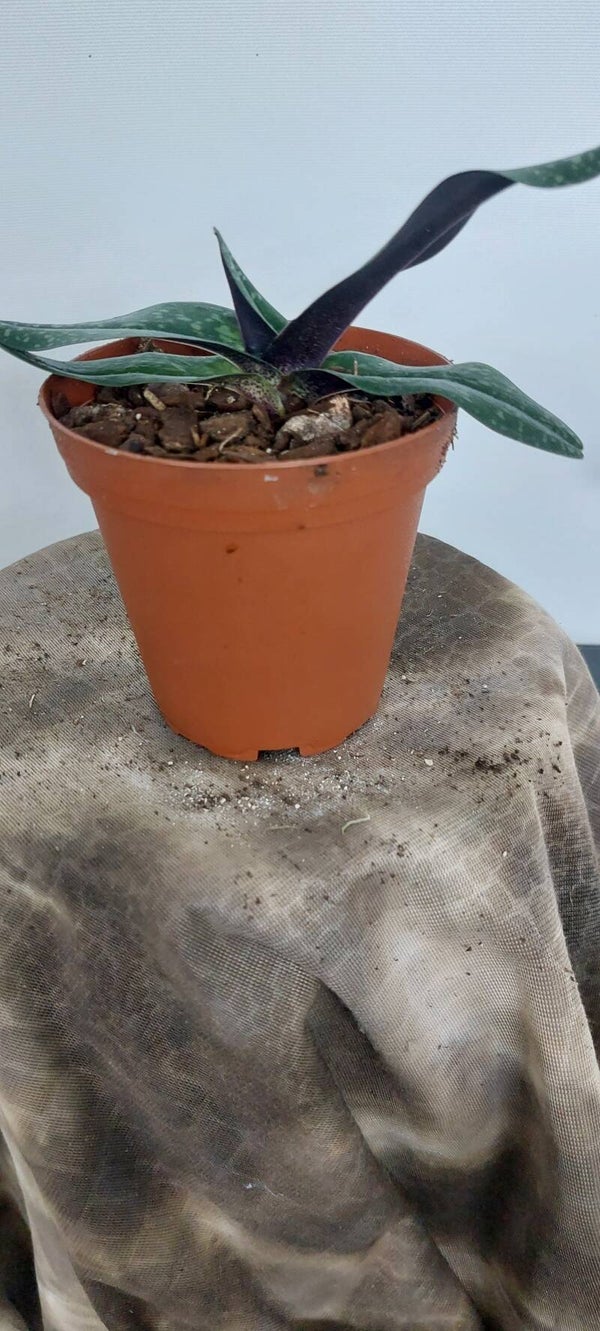 Paphiopedilum vietnamense