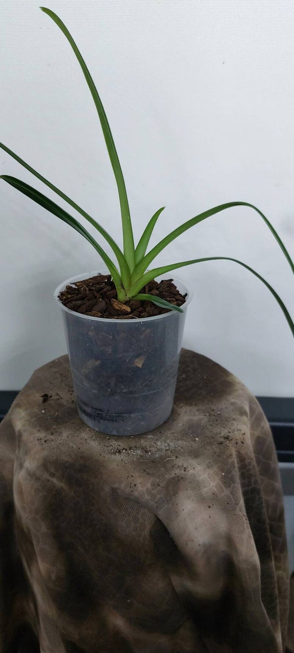 Paphiopedilum esquirolei