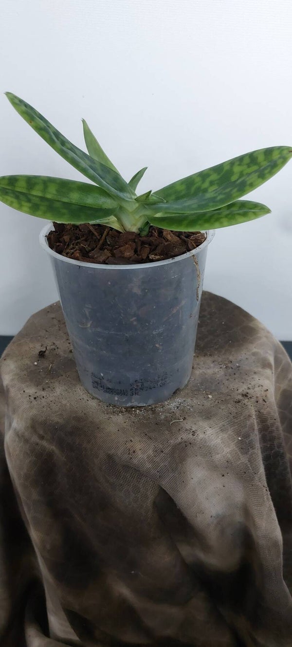 Paphiopedilum sukhakulii