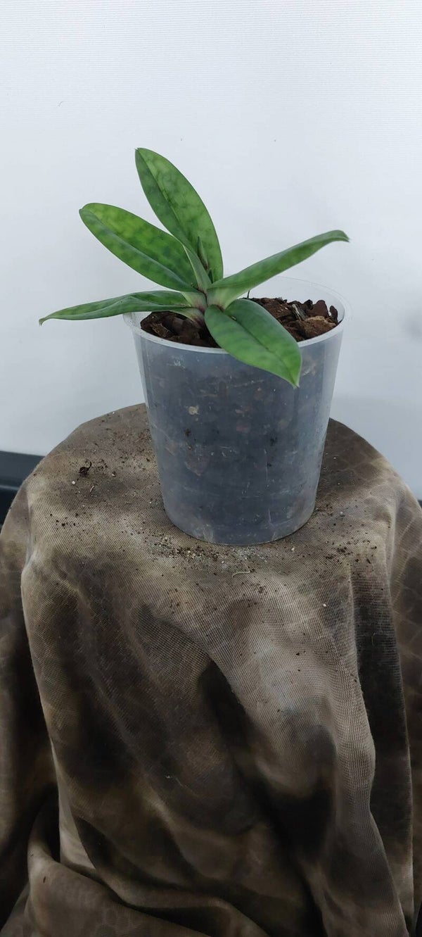 Paphiopedilum appletonianum
