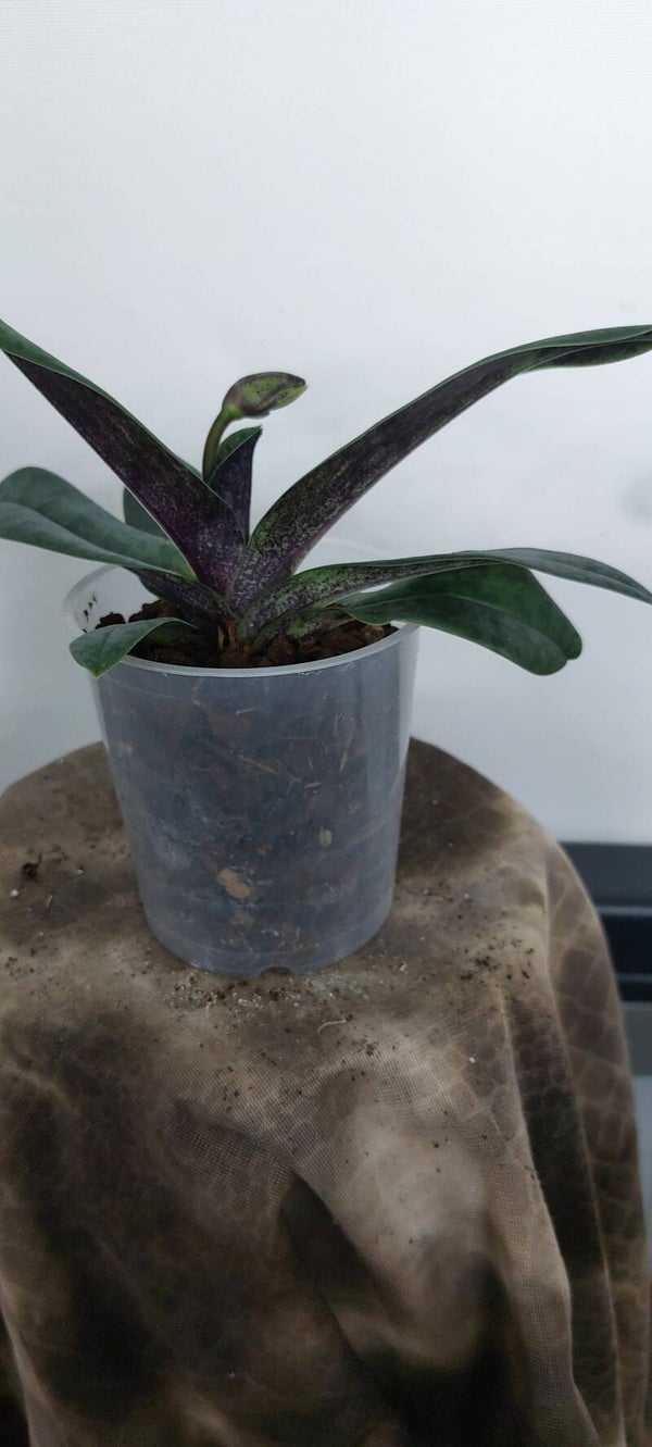 Paphiopedilum wardii