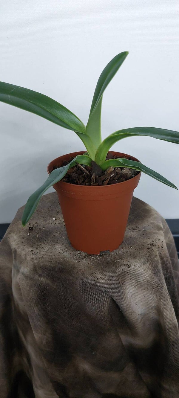 Paphiopedilum kolopakingii
