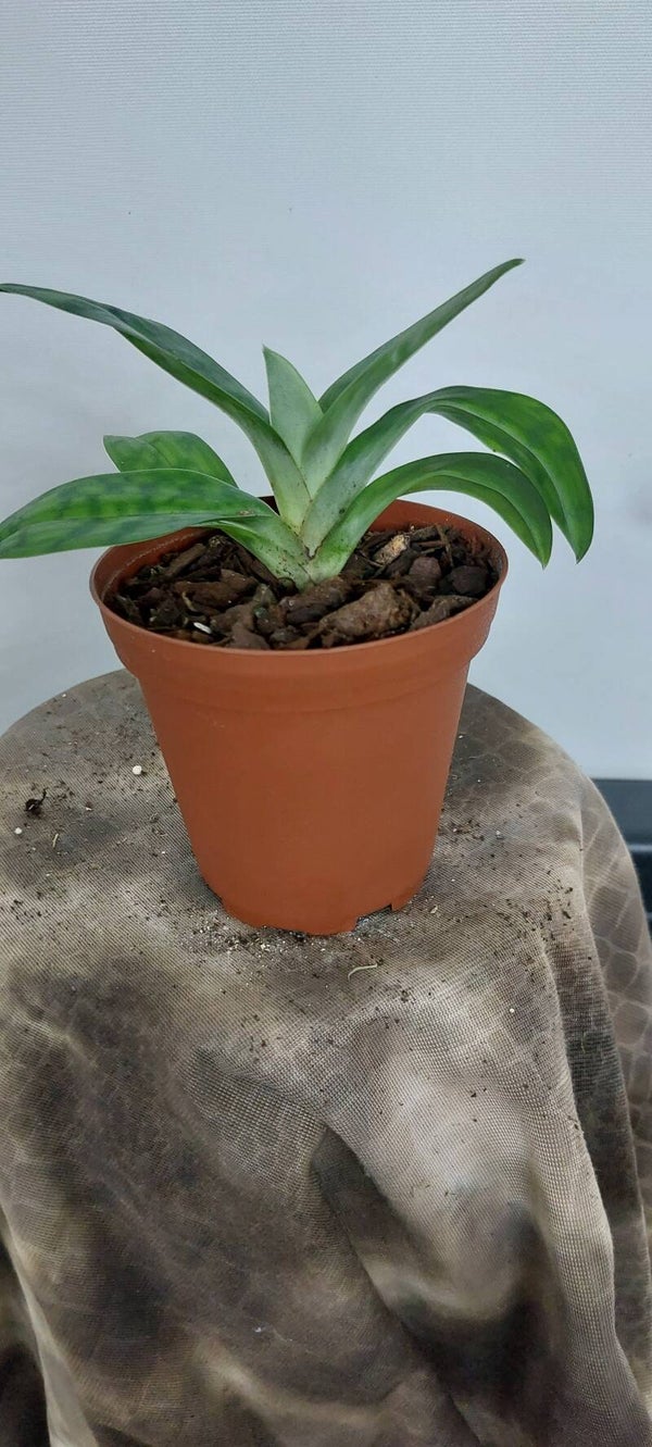 Paphiopedilum argus