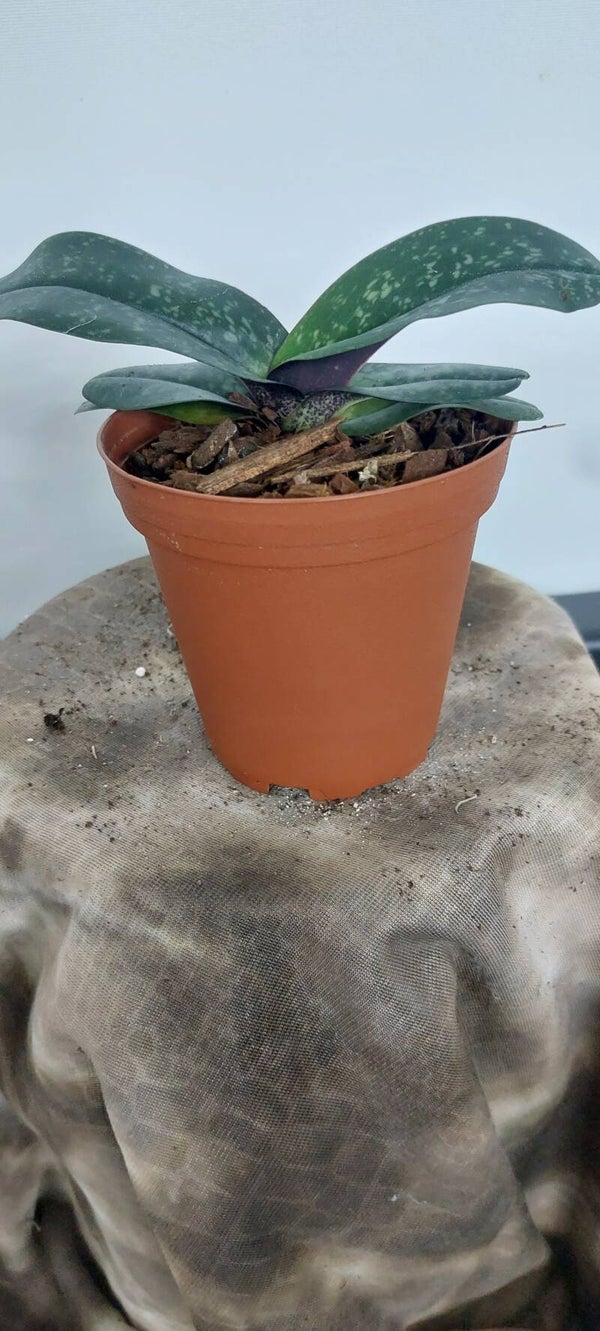 Paphiopedilum niveum