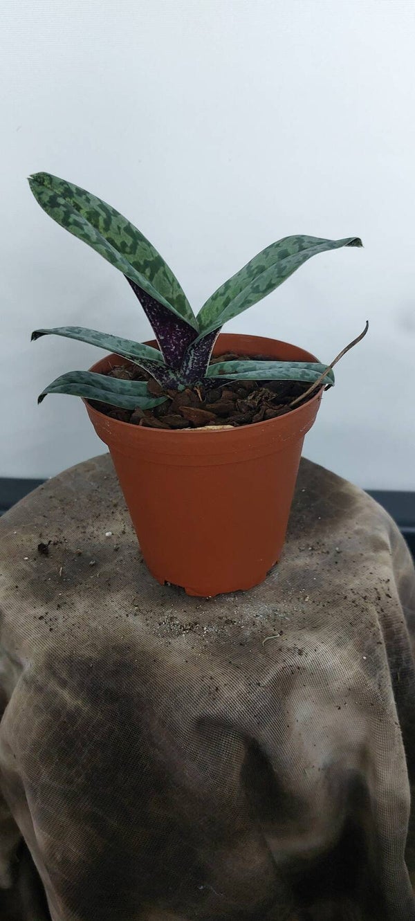 Paphiopedilum venustum