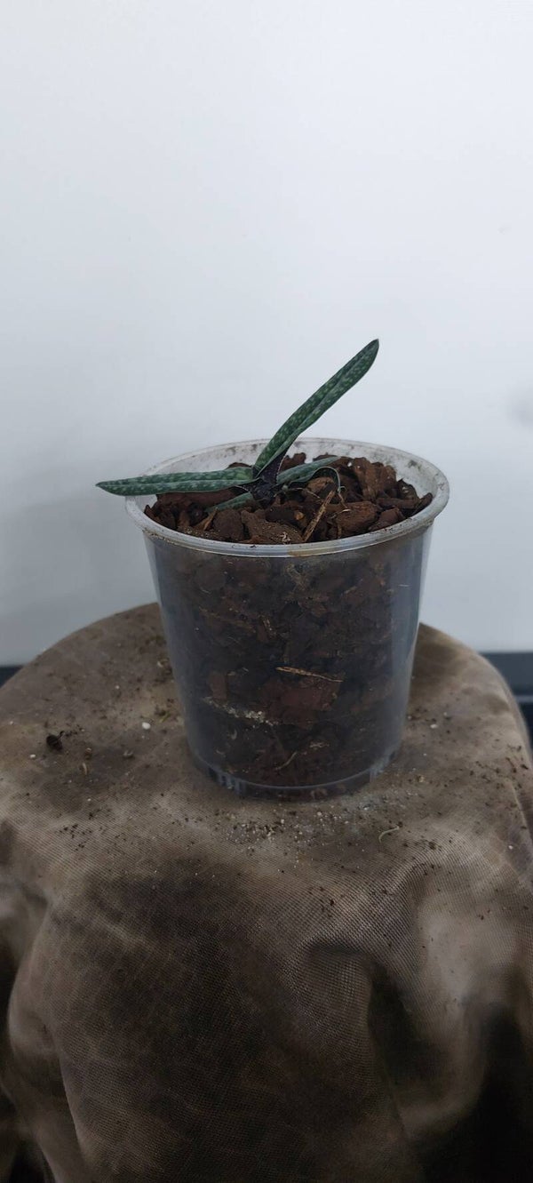 Paphiopedilum armeniacum