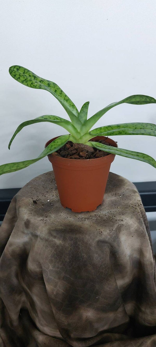 Paphiopedilum lauwrenceanum
