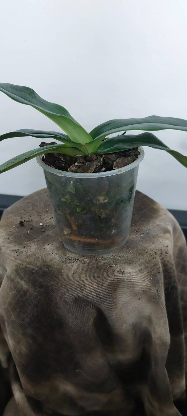 Paphiopedilum huonglanae