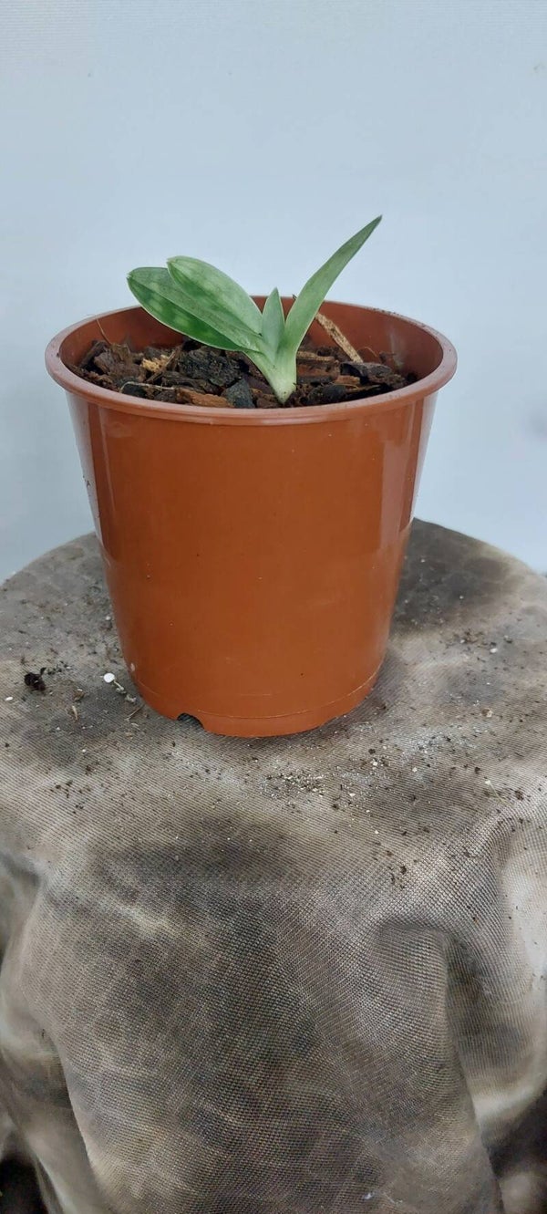 Paphiopedilum Maudiae 'Alba'