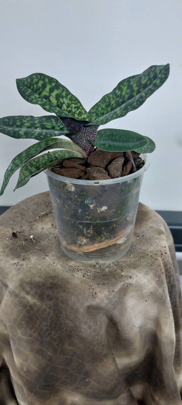 Paphiopedilum jackii