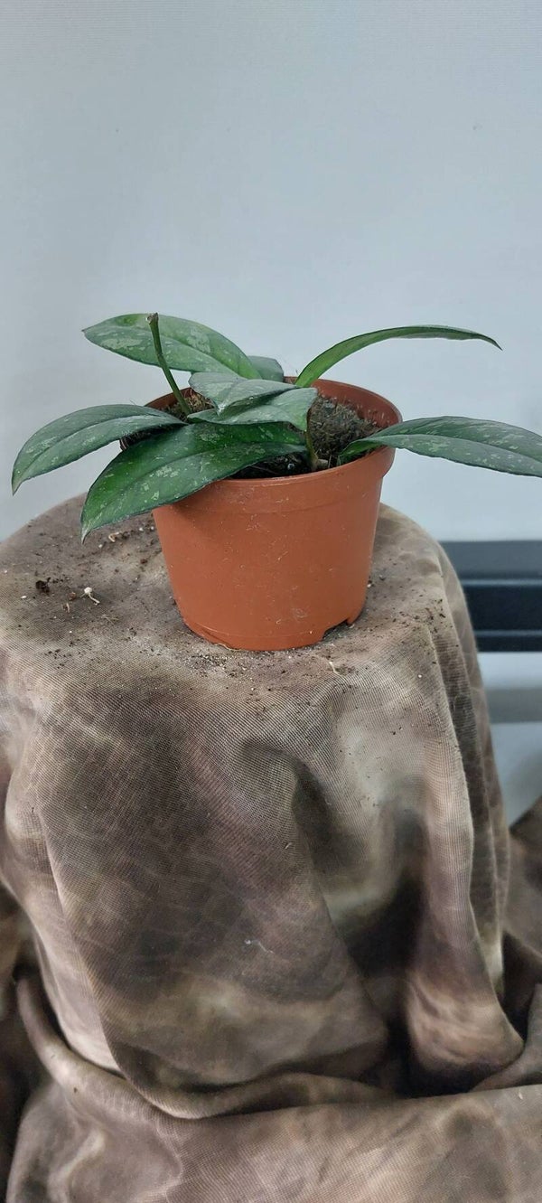 Hoya crassipetiolata
