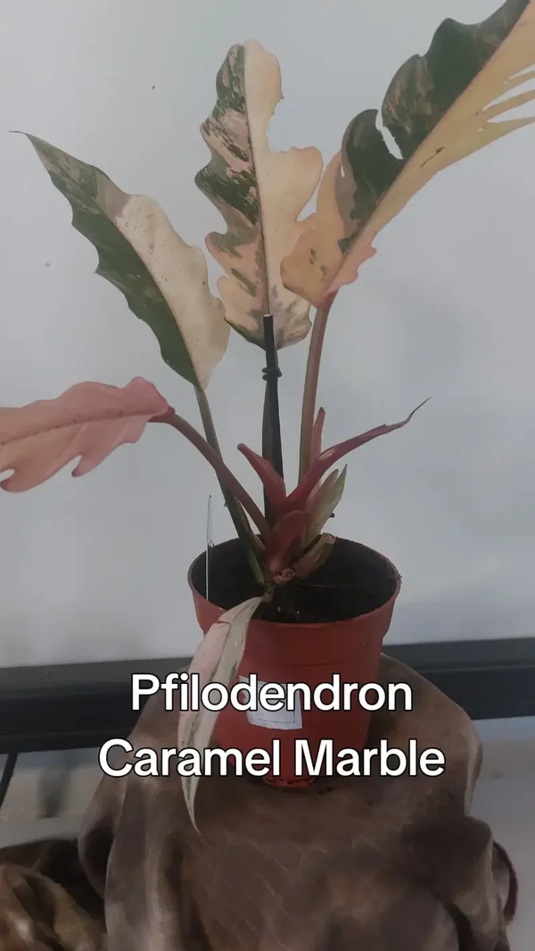 Philodendron Caramel Marble