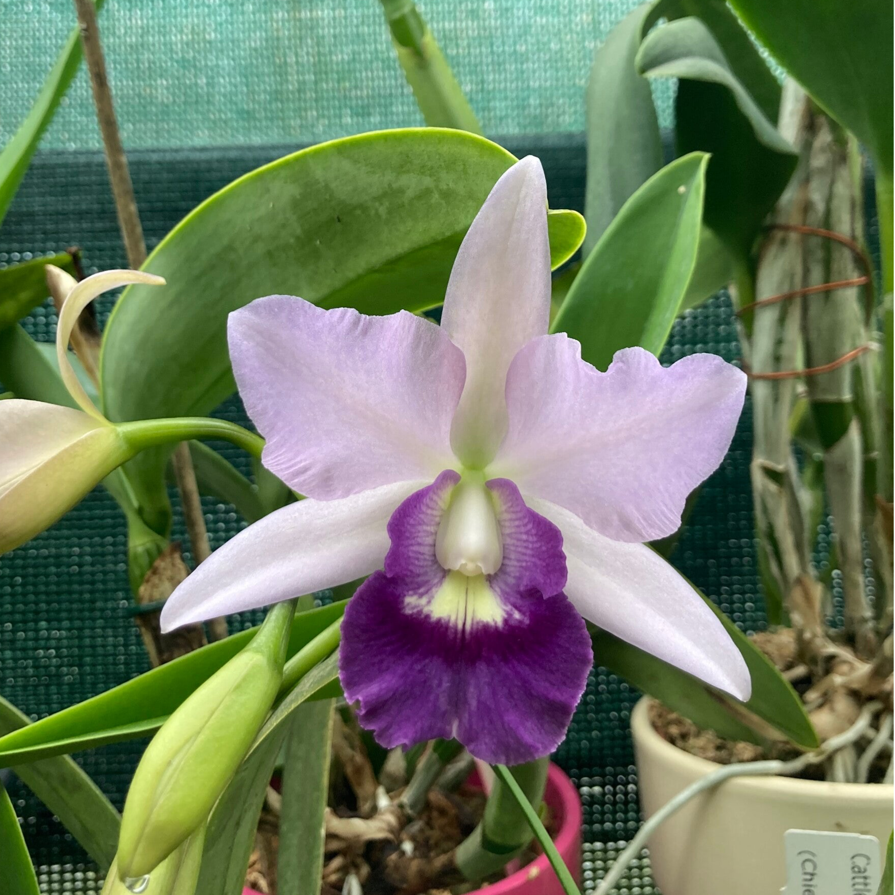 Cattleya 'Final Blue'