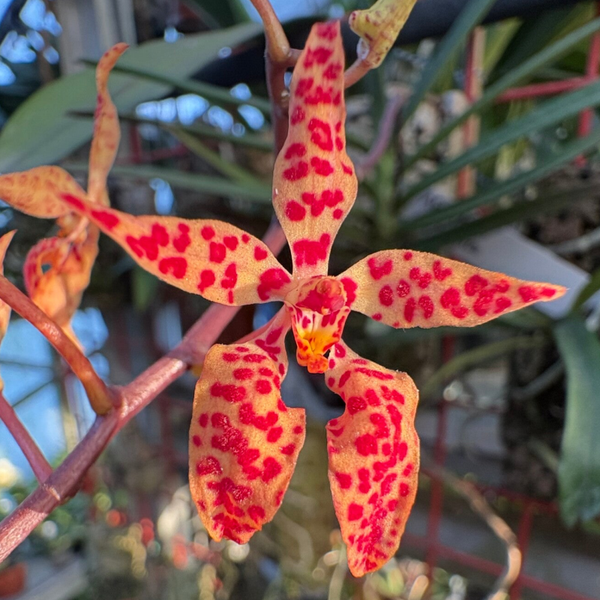 Renanthera monarchica