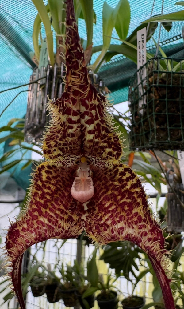 Dracula chiroptera