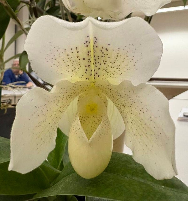 Paphiopedilum Mrs. White