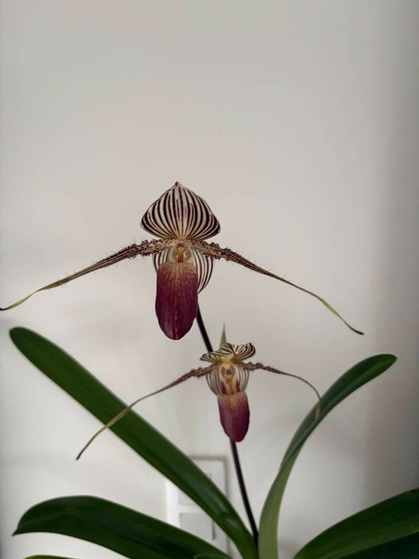 Paphiopedilum rothschildianum
