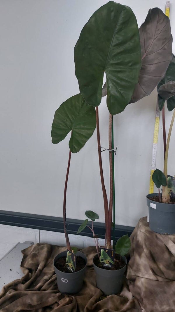 Alocasia wentii