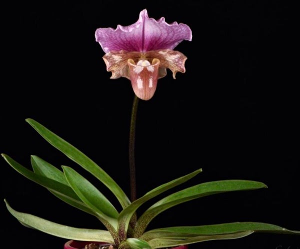 Paphiopedilum charlesworthii