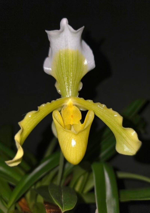 Paphiopedilum insigne 'sanderae'