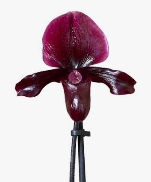 Paphiopedilum Black Jack