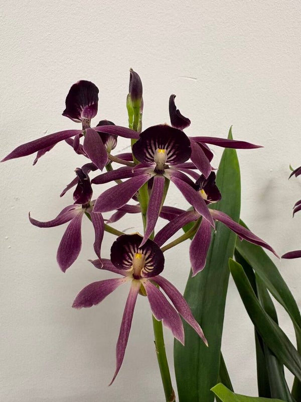 Guarechia 'Black Comet'