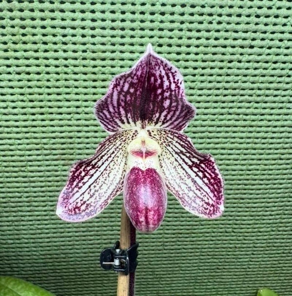 Paphiopedilum Iona