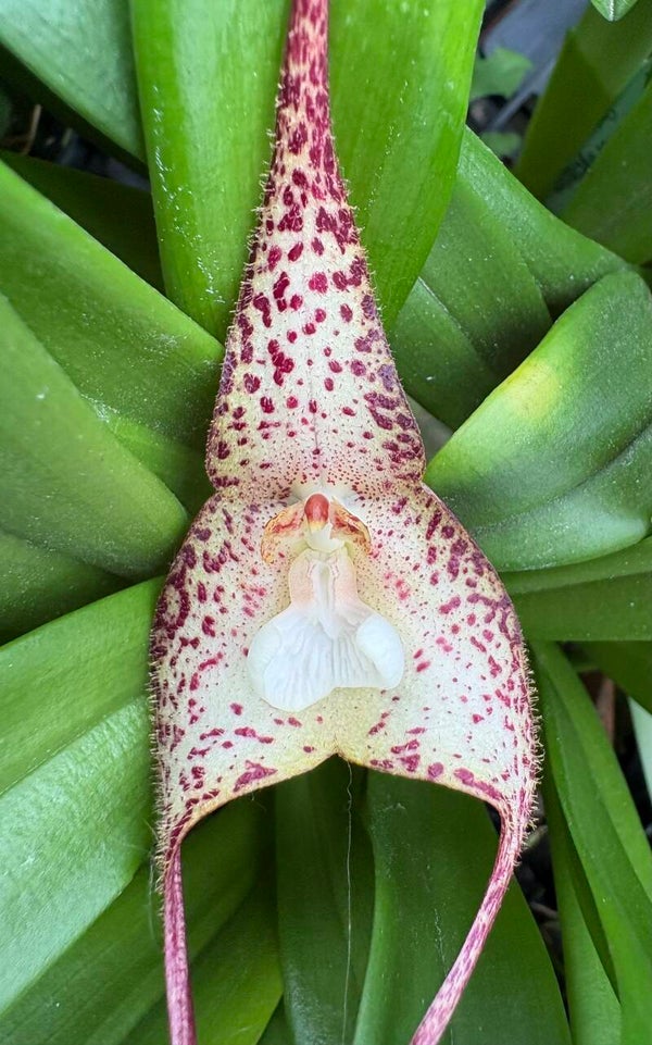 Dracula nycterina