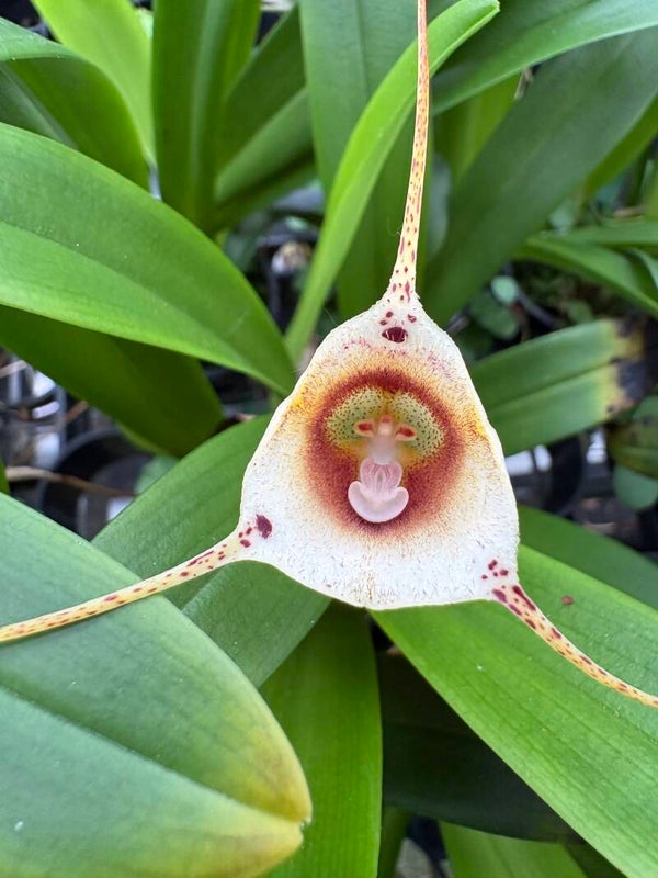 Dracula inaequalis