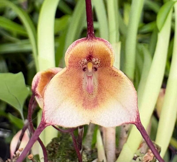 Dracula citrina