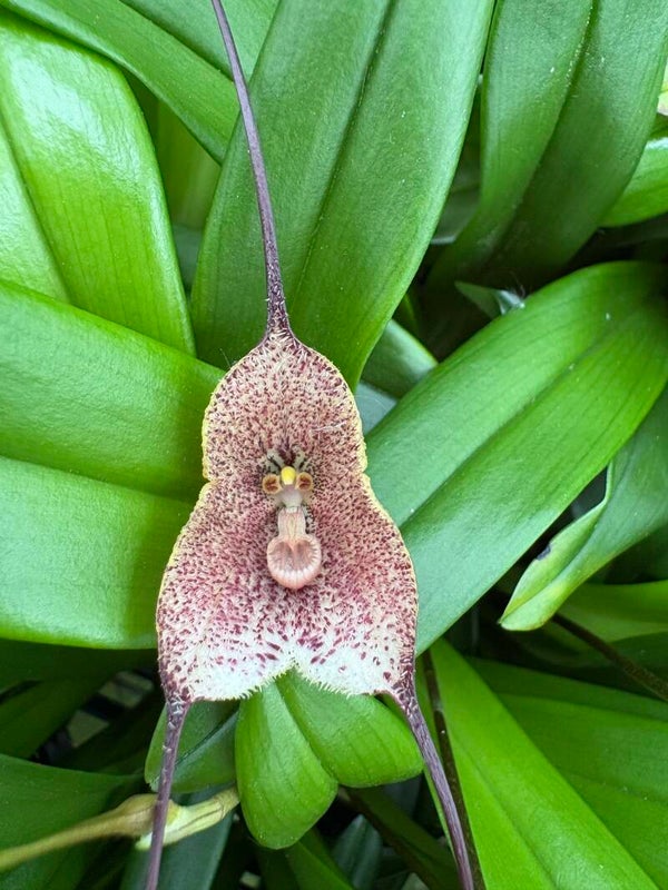 Dracula erythrochaete