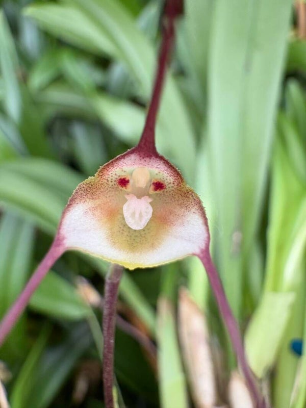 Dracula mantissa