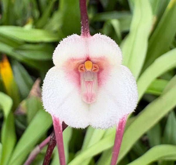 Dracula velutina