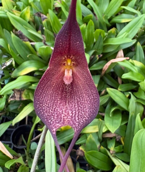 Dracula ortiziana