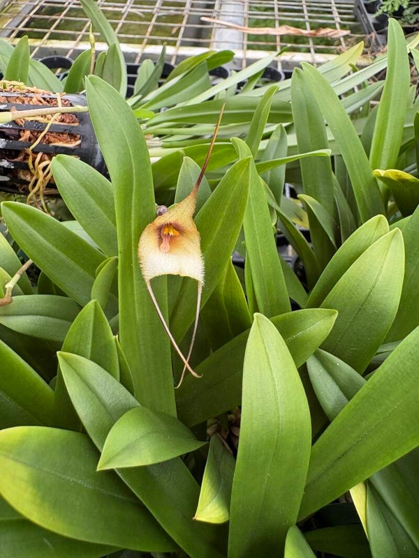 Dracula ophioceps