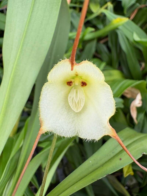 Dracula rezekiana