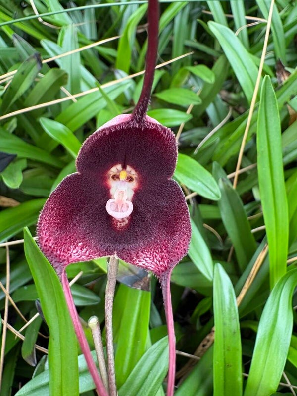 Dracula pholeodytes