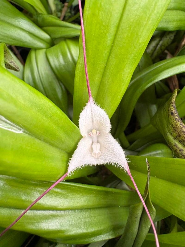 Dracula olmosii