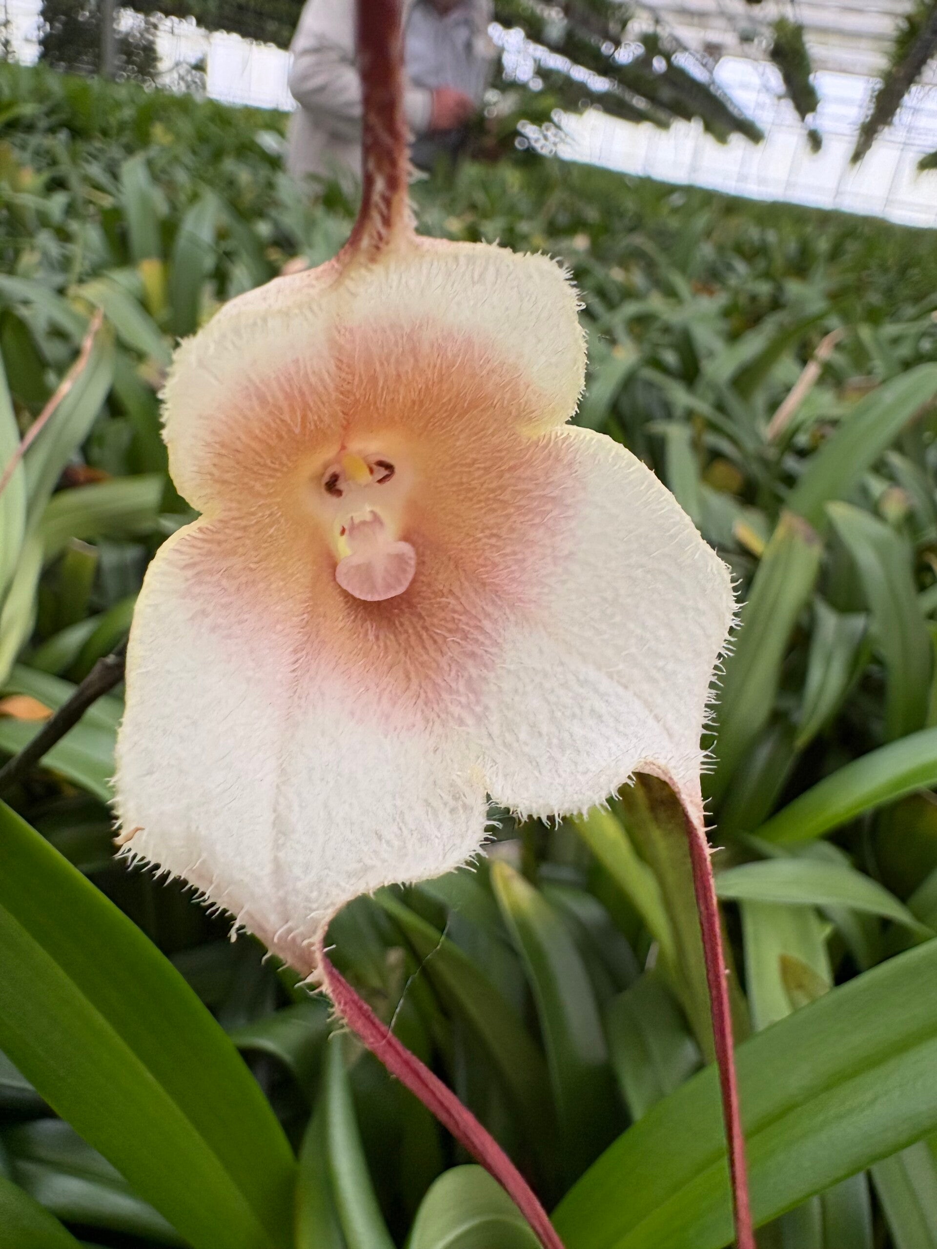 Dracula amaliae