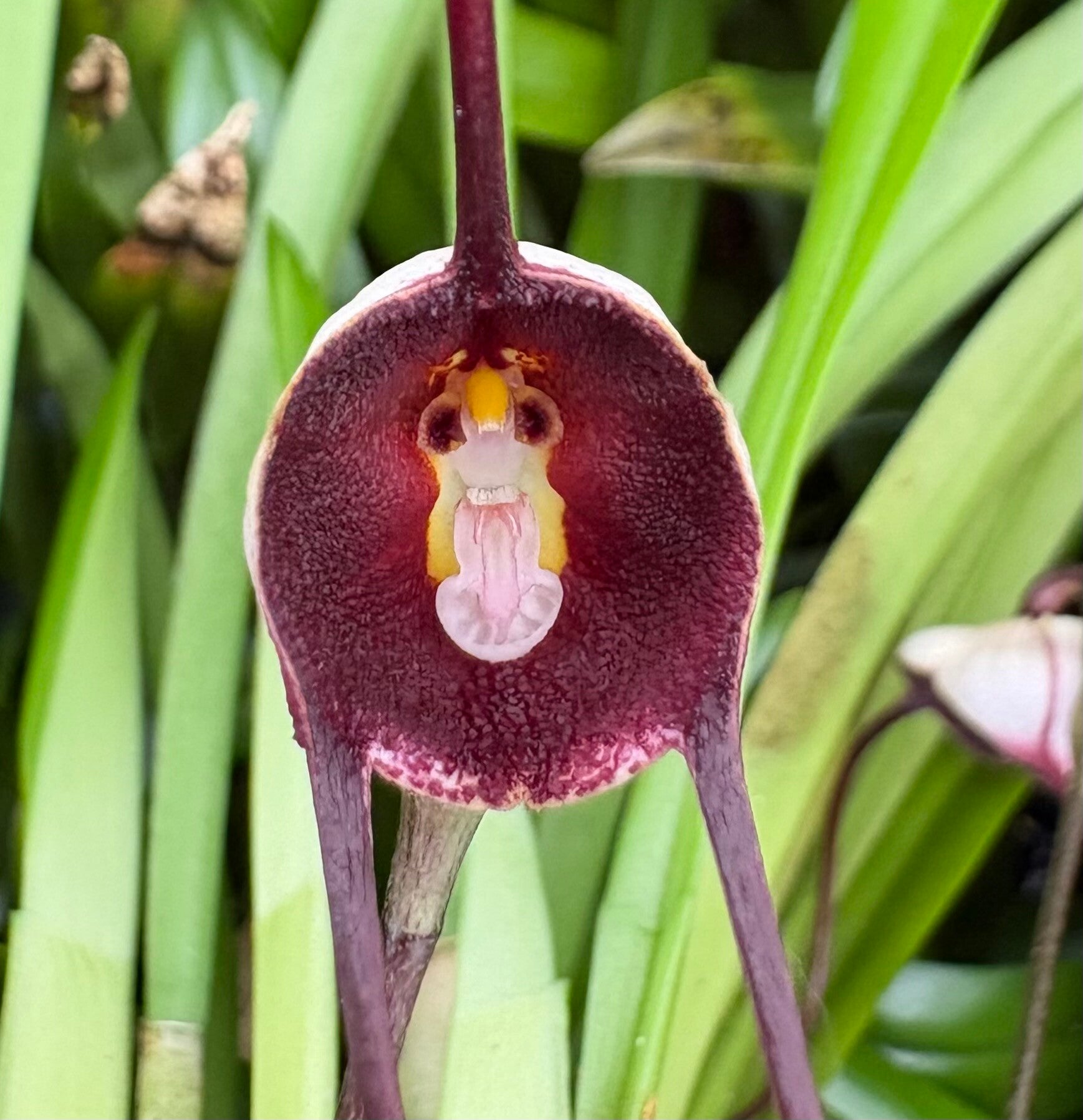 Dracula benedictii