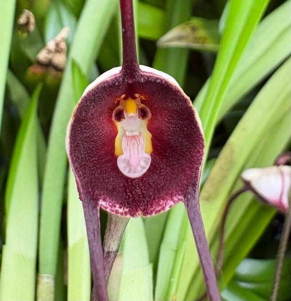 Dracula benedictii