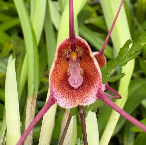 Dracula benedictii var. hubenii