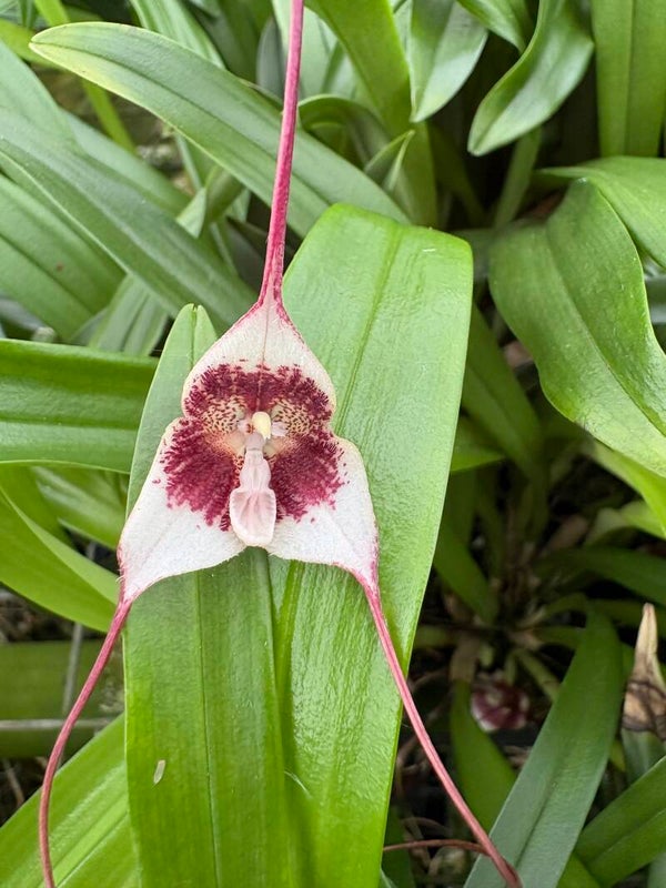 Dracula ripleyana