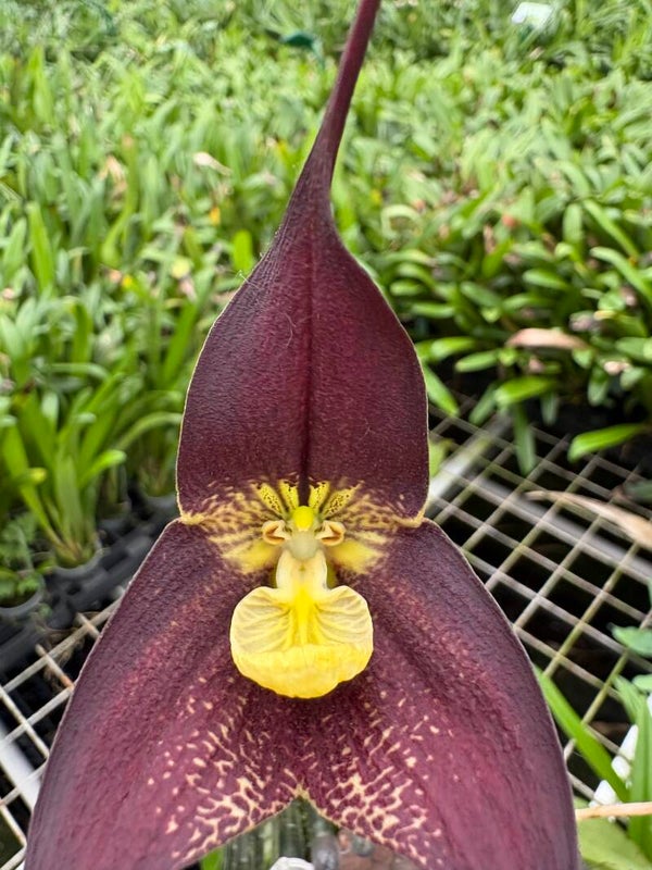 Dracula ubangina