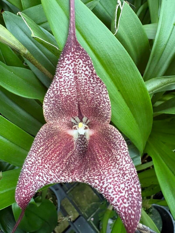 Dracula Ecuagenera