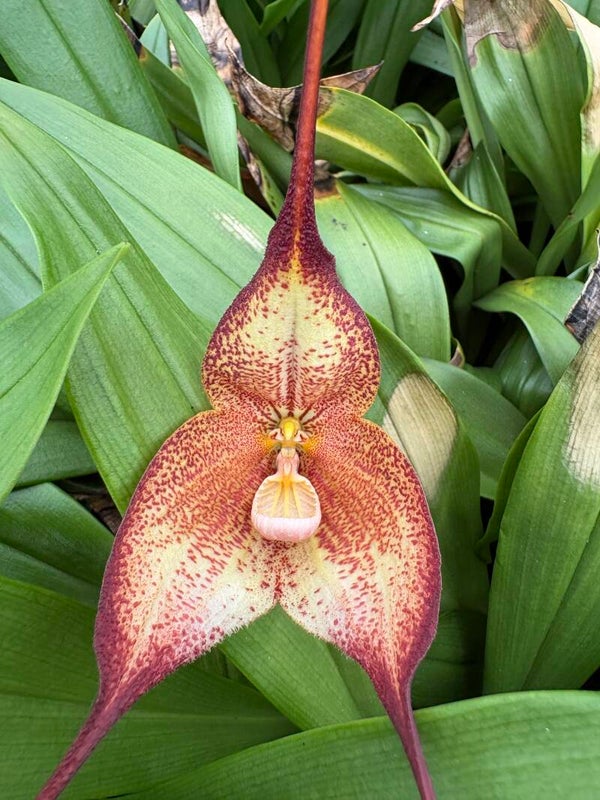 Dracula hirtzii