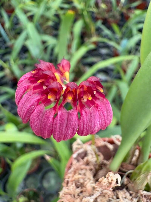 Bulbophyllum corolliferum  (curtisii)
